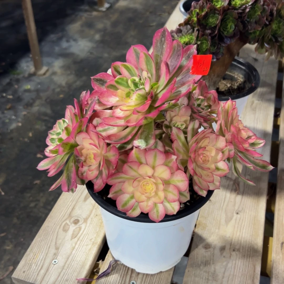 129炖肉植物发货倾城