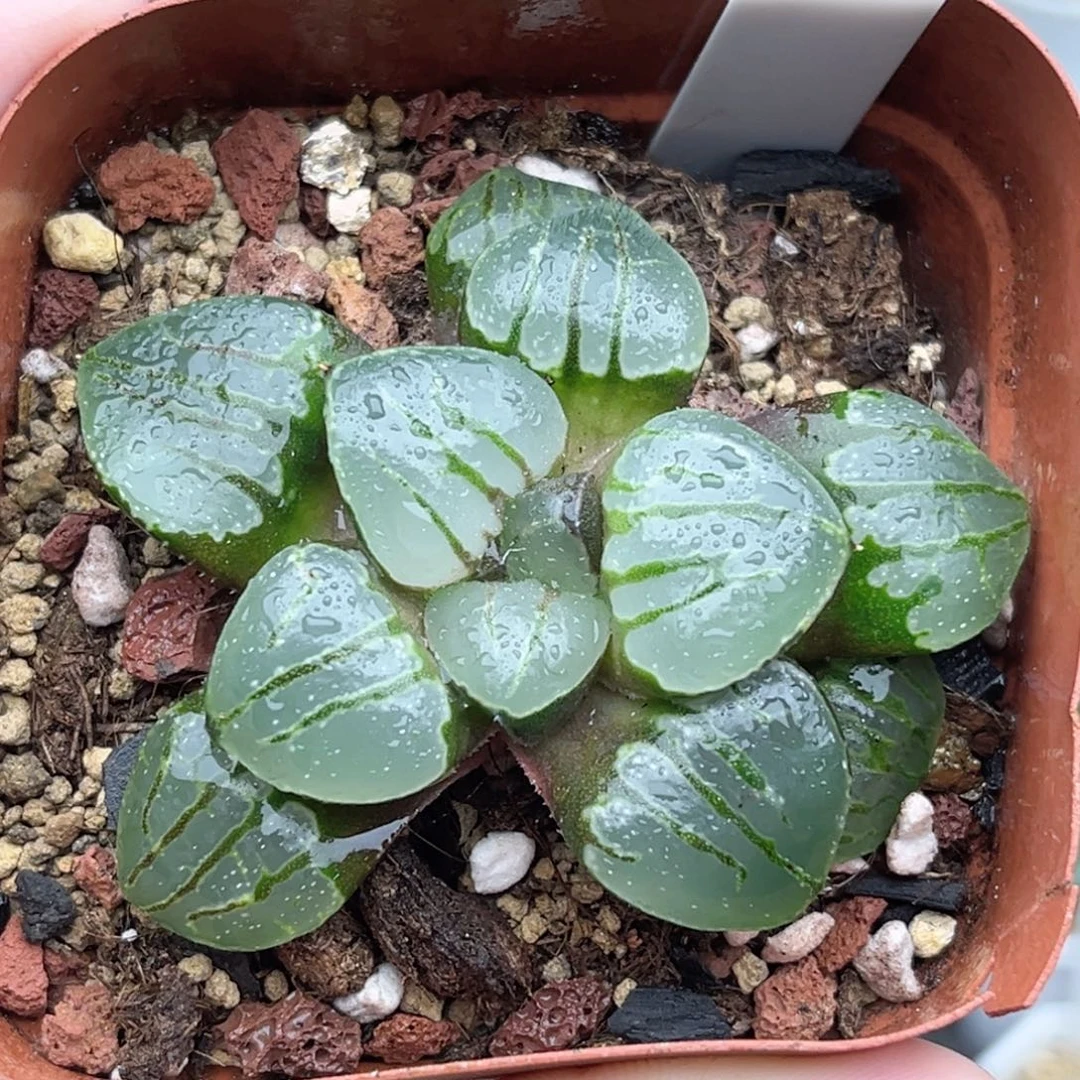 121翠虎福利专场多肉