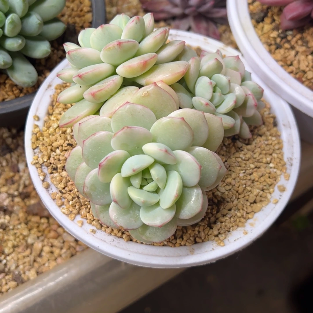 香草比斯锦 夏鸣园艺