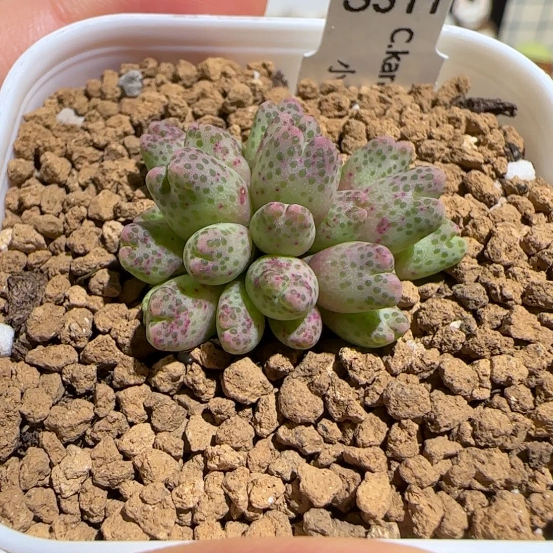 肉锥多肉植物组合-草莓斑马有疤163