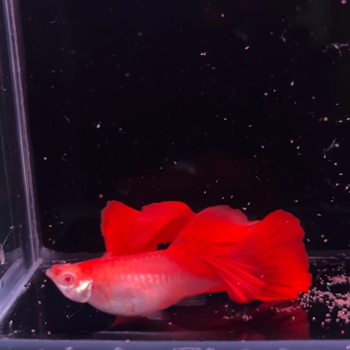 孔雀鱼美系大背血红1对