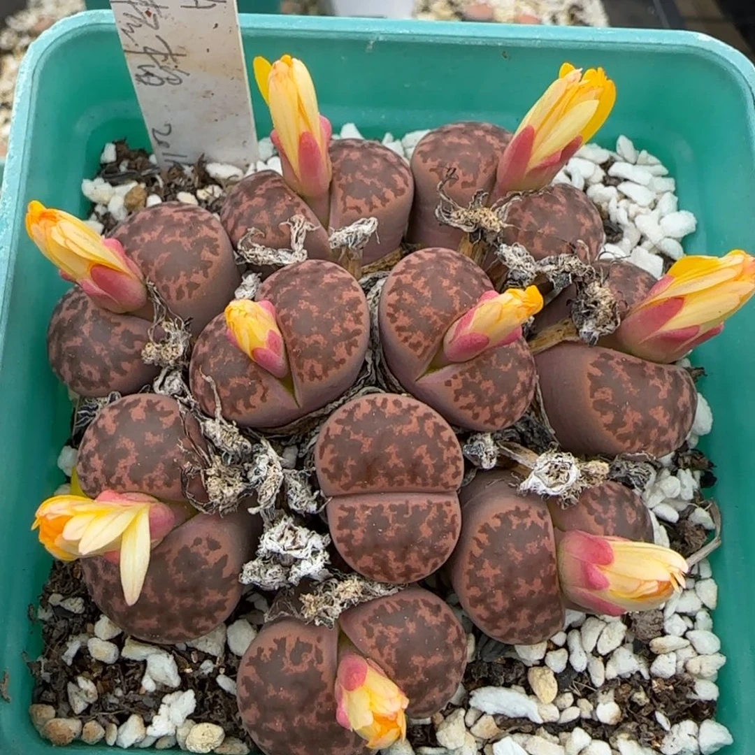 11.5爱萌多肉14年母本福利场8022