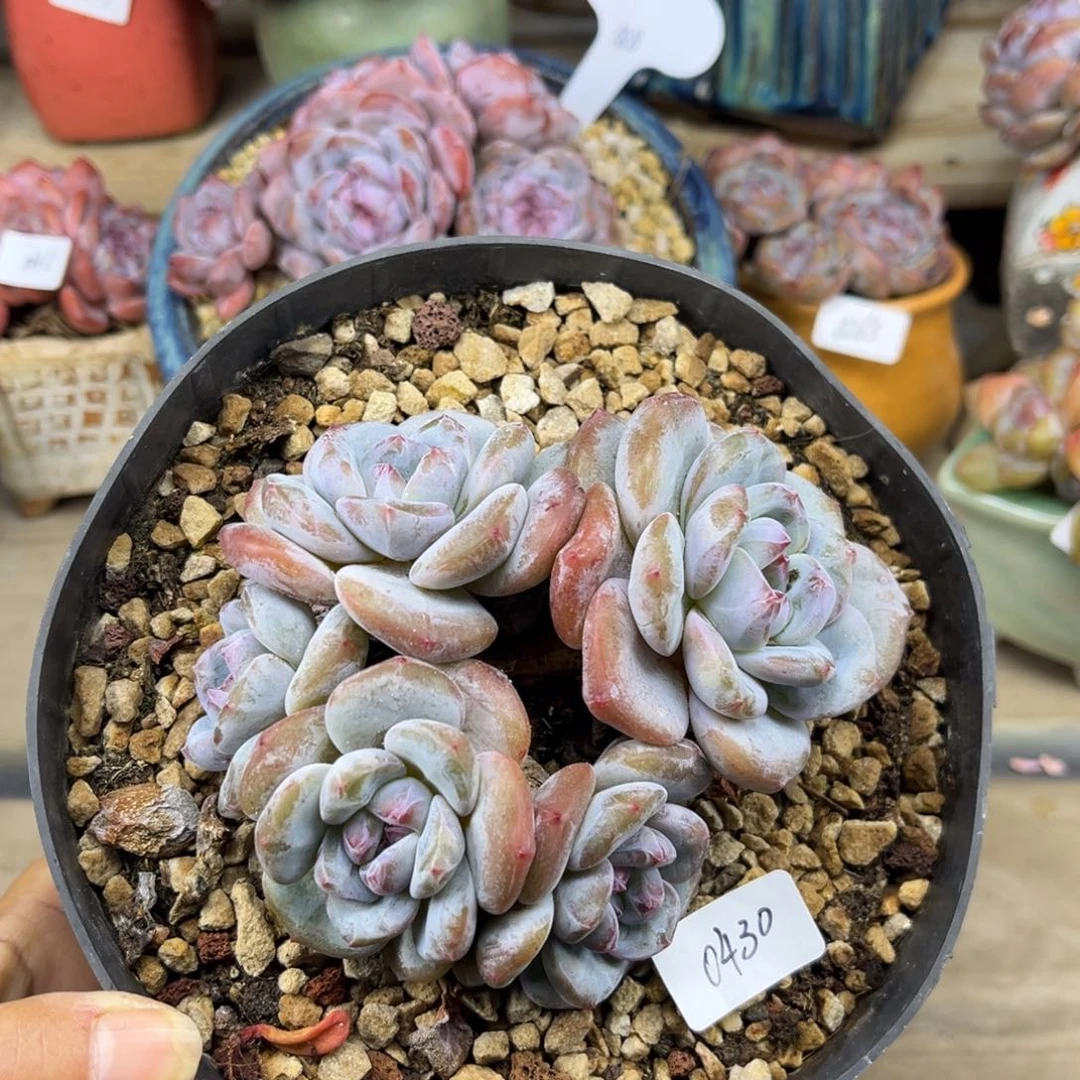 绿底紫心430/10cm多肉