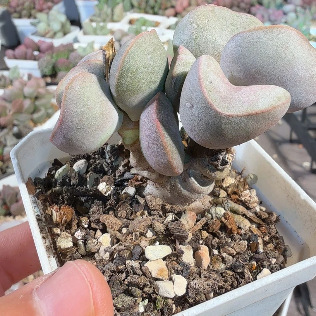 ****…红蛋