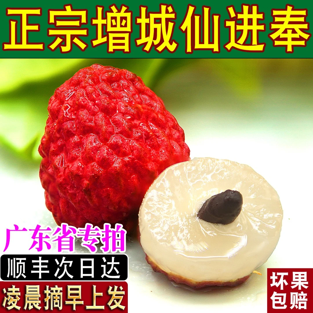 【顺丰次日达】正宗增城仙进奉荔枝超大大果小核 新鲜现摘礼盒整箱