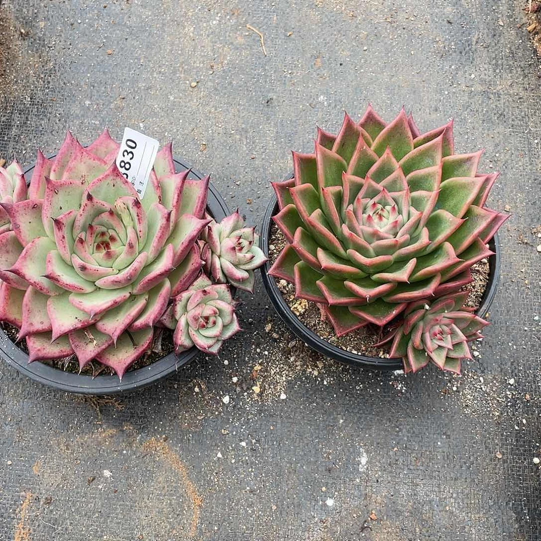 若如东云组拍B830