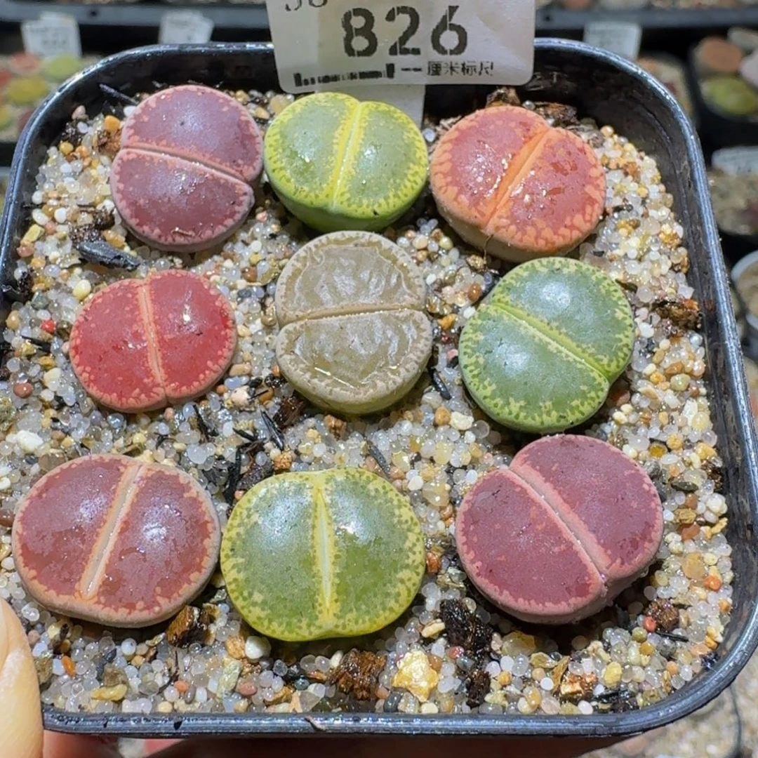 Ssss清仓价便宜了826