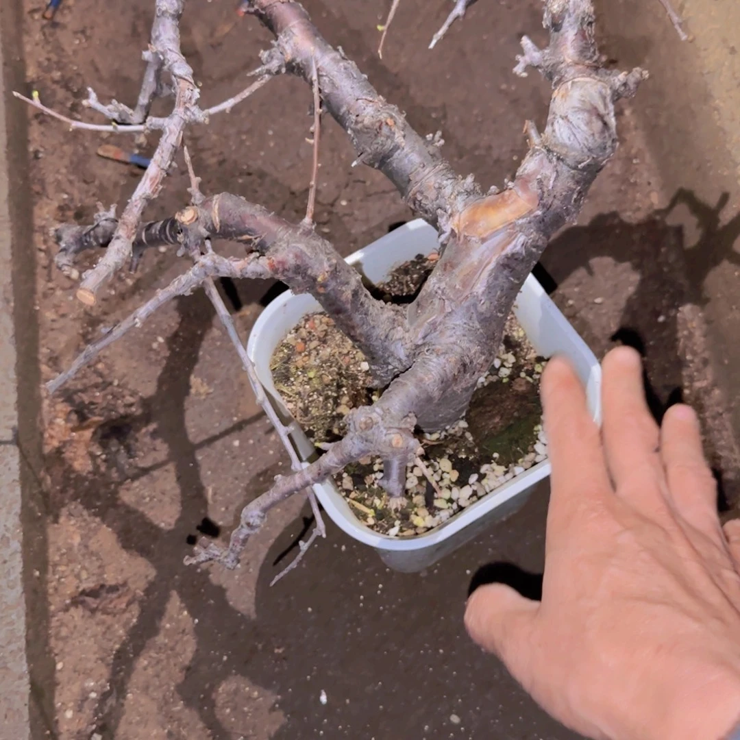 广***…块根植物块根植物