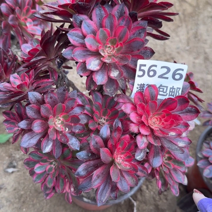 5626一号棚香奈尔砍头丛林B