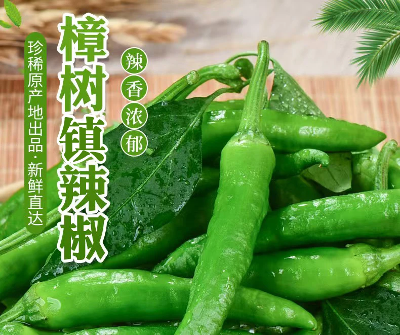 正宗樟树镇的小青椒现摘新鲜食用薄皮青椒富硒辣椒损坏包赔