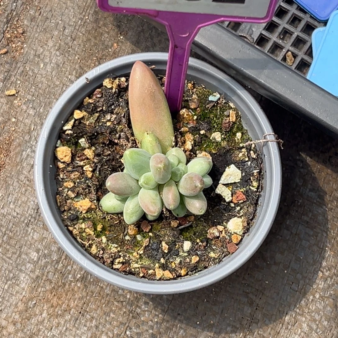 多肉植物欧若拉782