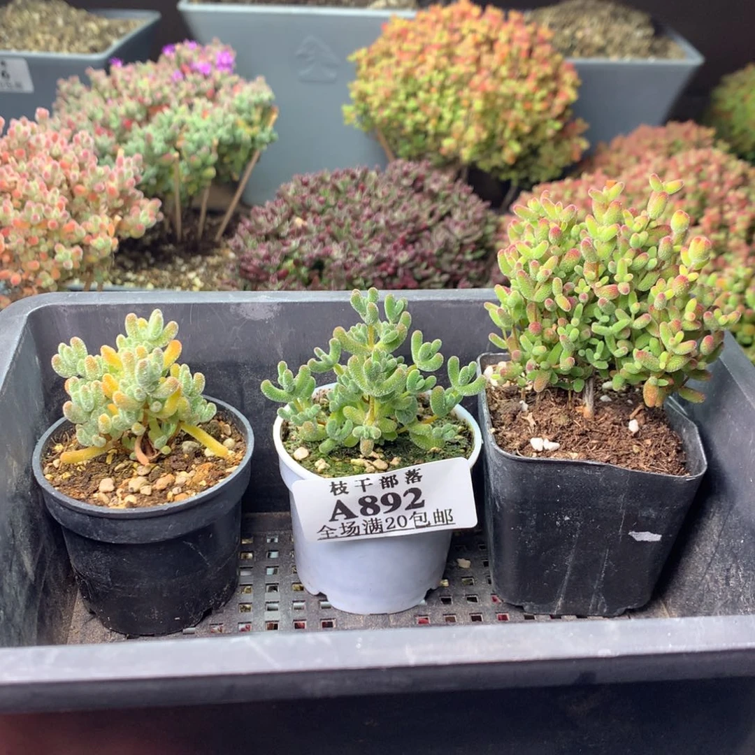 诸***?892套餐 。