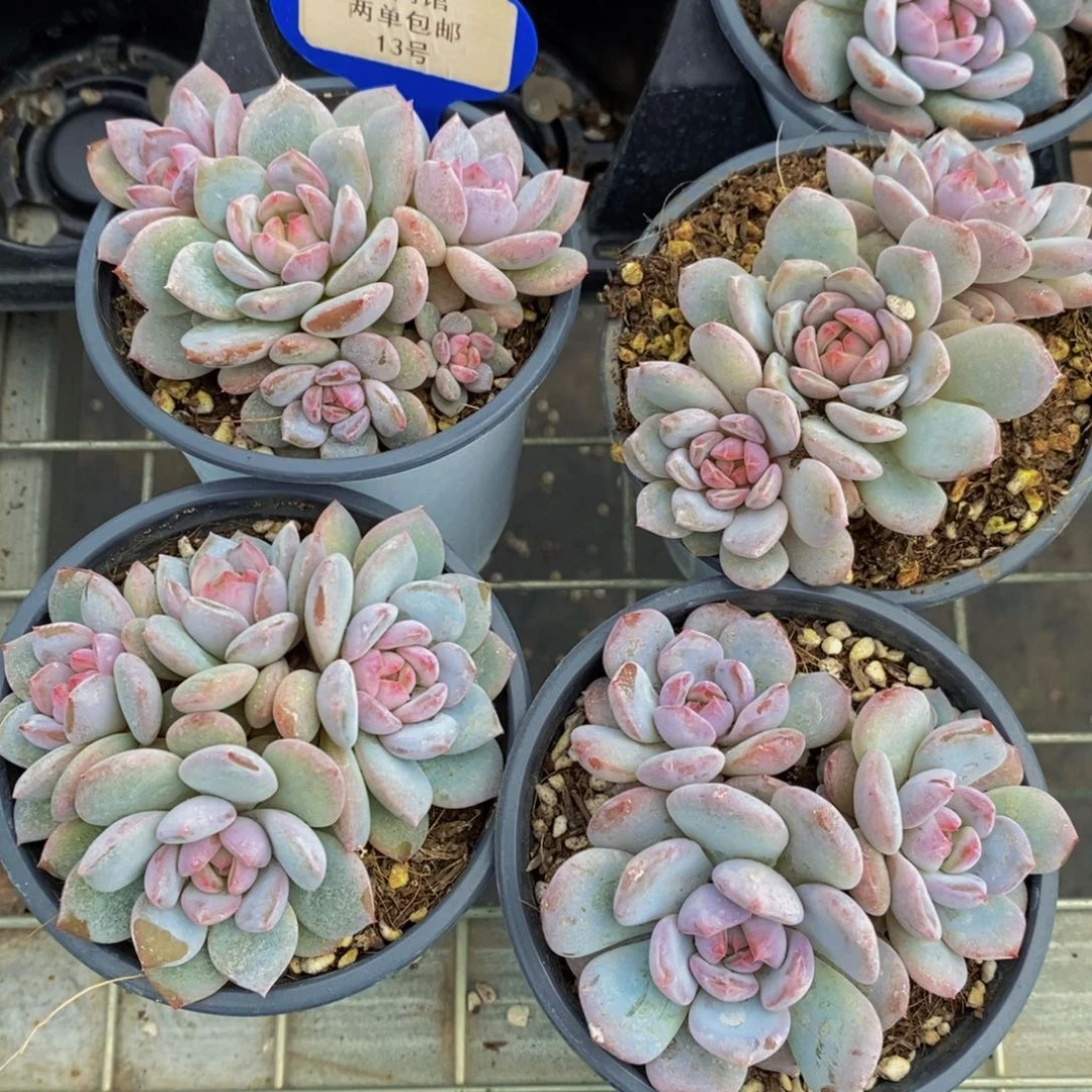 13-精品母本星星橙群一个