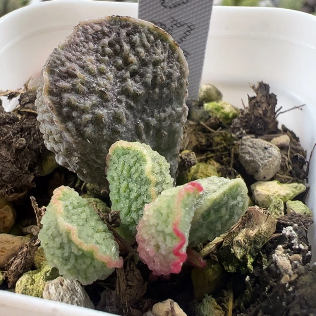 实生新品大苗多肉植物水泡