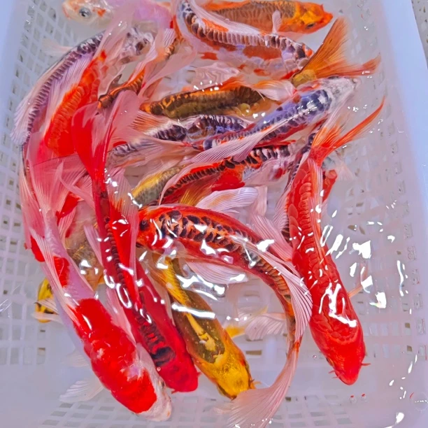 精品德系锦鲤鱼9-11公分 11尾 好养耐活可混养  全国包邮包损