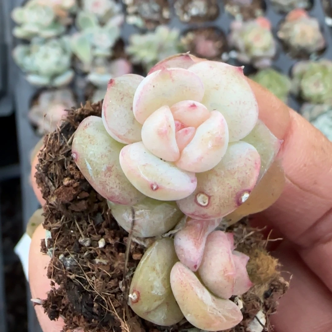 小卡拉米糖心一物一拍