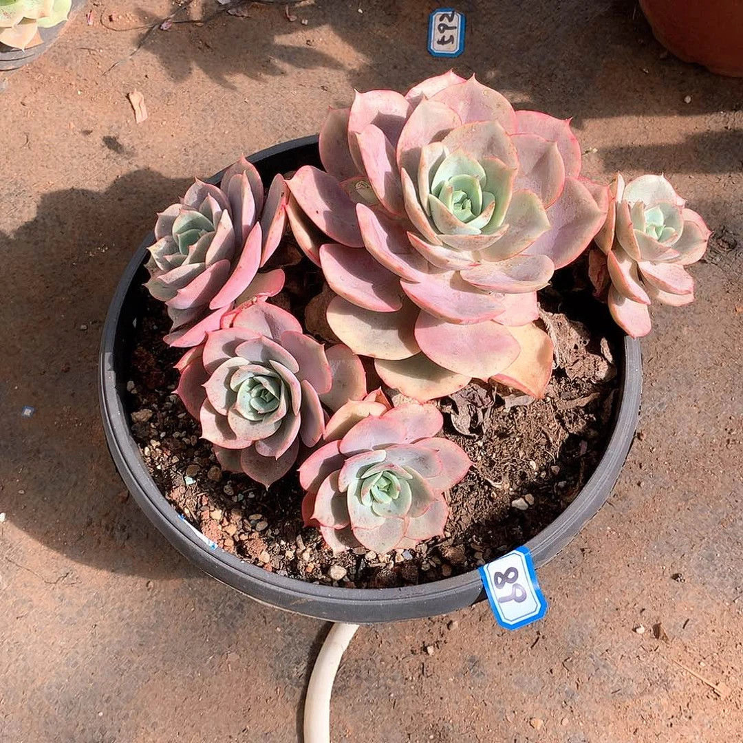 89苍鹭 一物一拍多肉