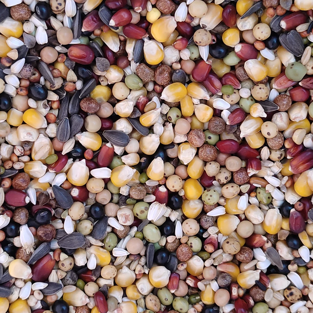 竞翔超级赛飞鸽粮营养鸽粮5斤10斤整袋50斤