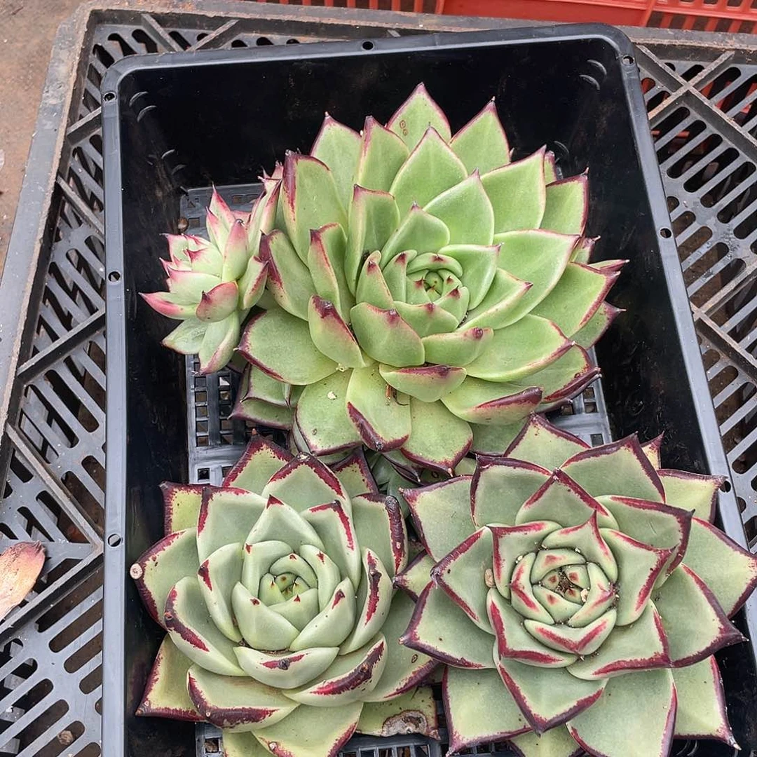 若如东云组拍059