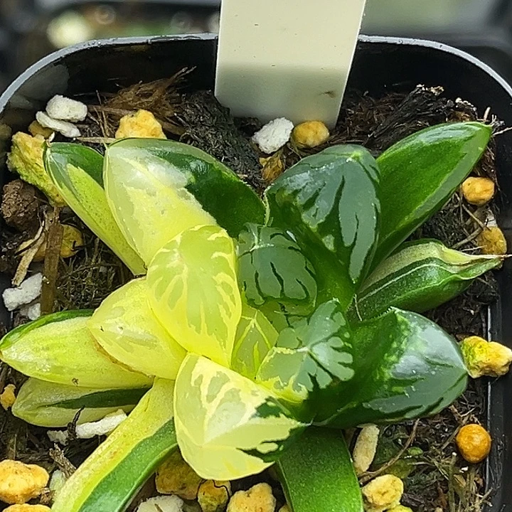 106花水晶玉露锦头家多肉十二卷