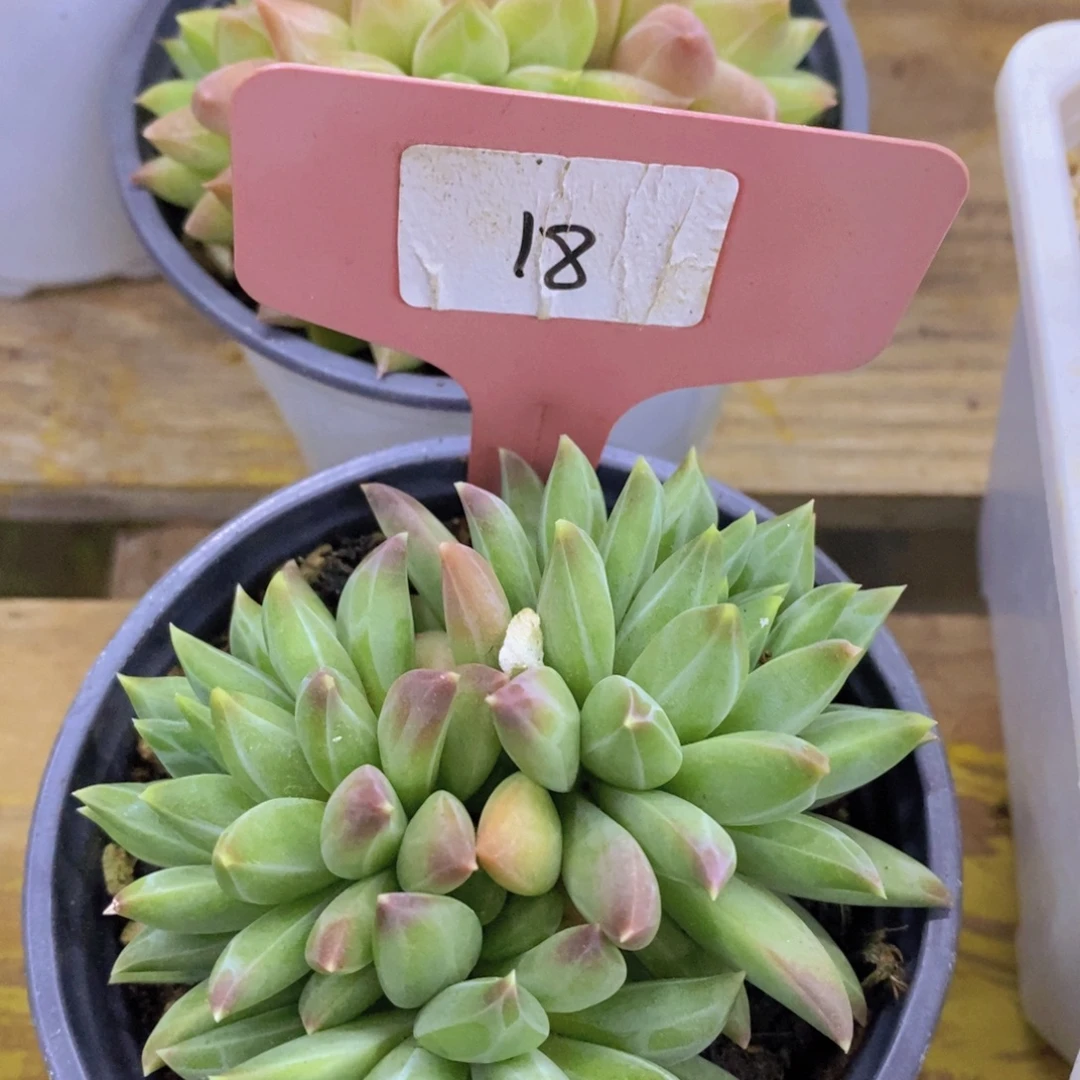 双十一开始，11.10场，晚上