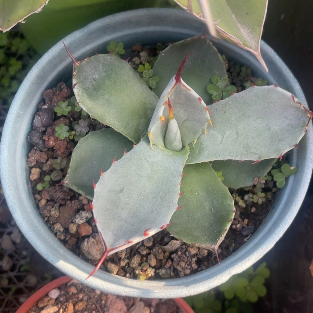 无花朵福克斯龙舌兰