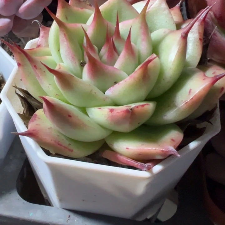 多肉植物多肉植物