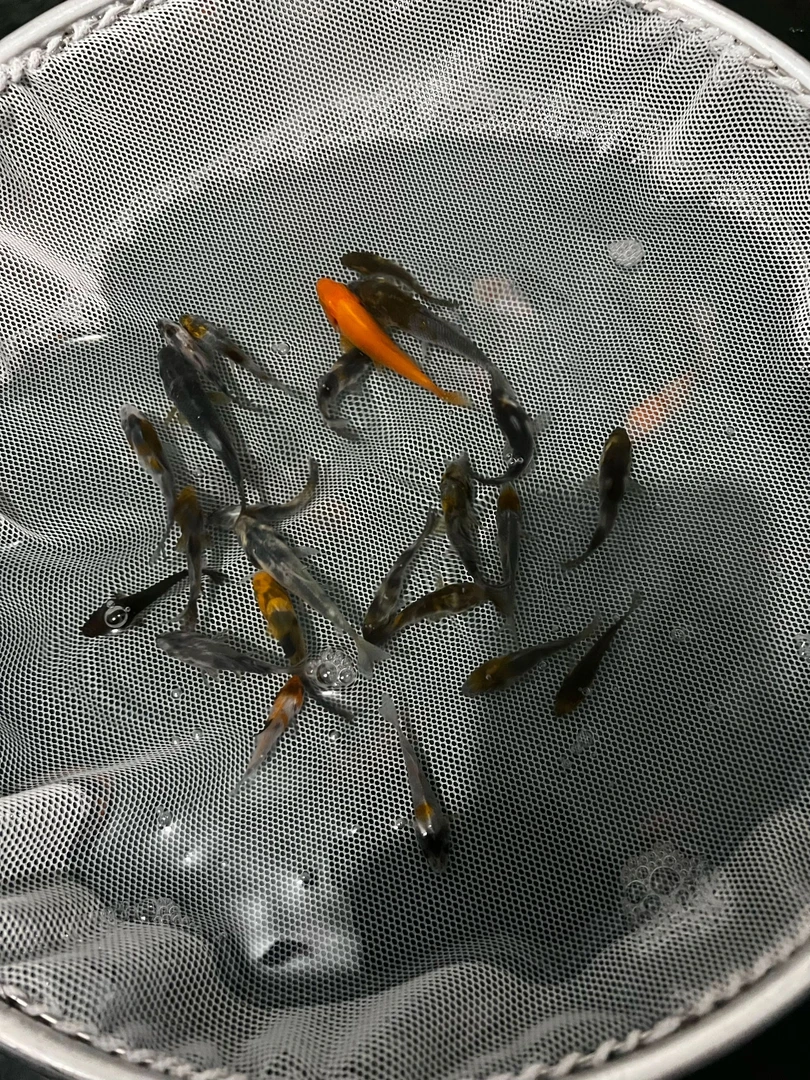 锦鲤观赏鱼绯写，昭和，火狸，红白，介子30条送五条备损随机发包邮