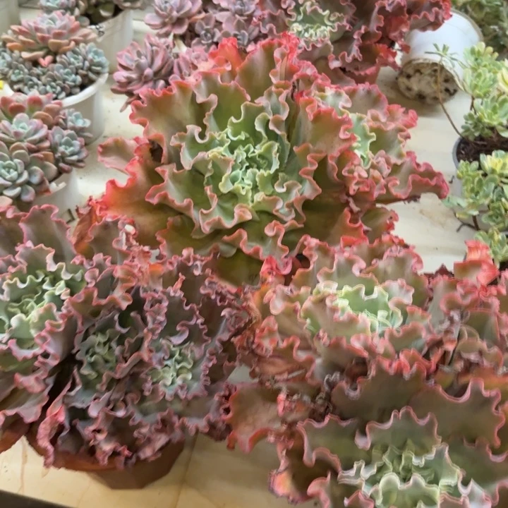 高砂之翁三大头起发