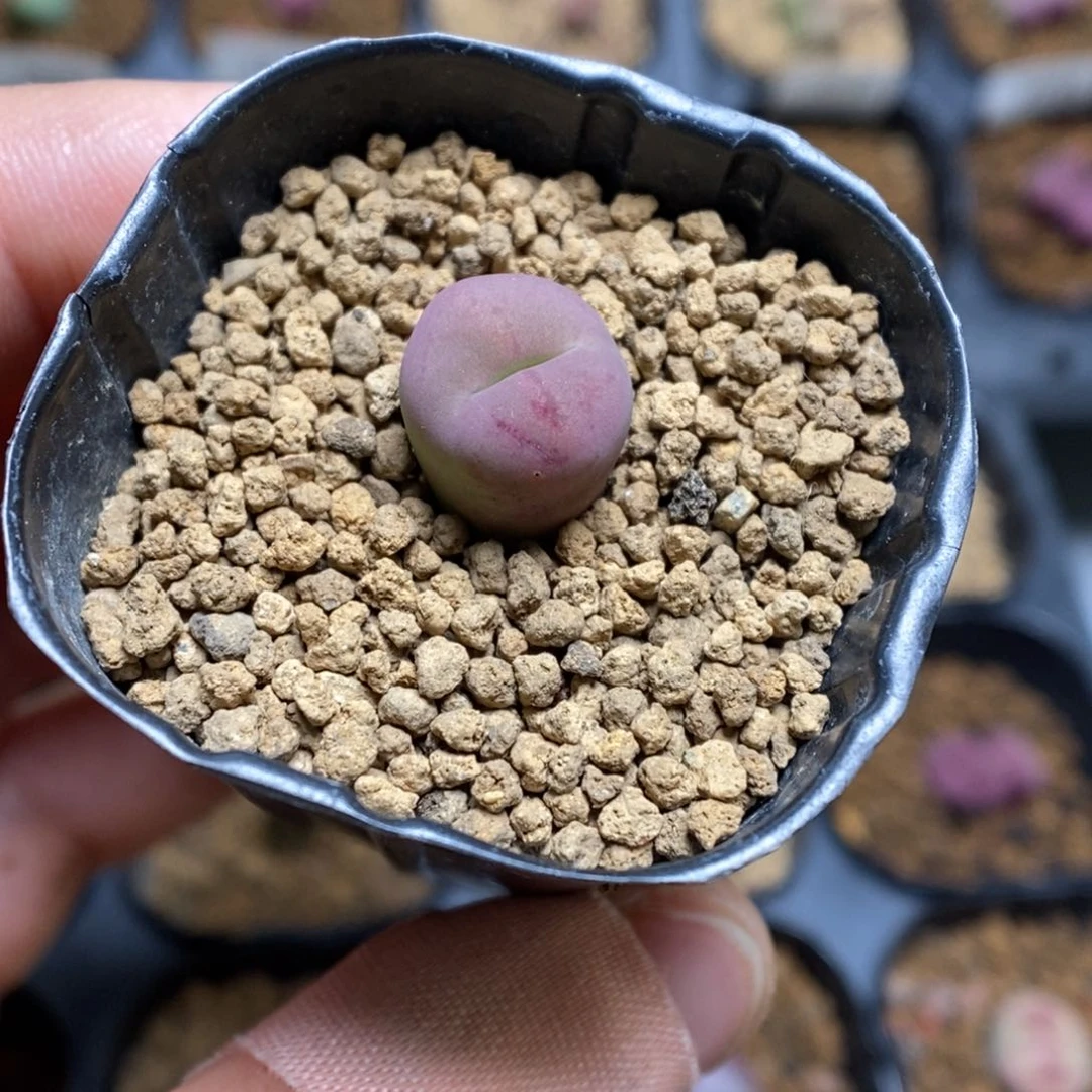 多肉植物肉锥杂交K-3828 嘴杂 大饼
