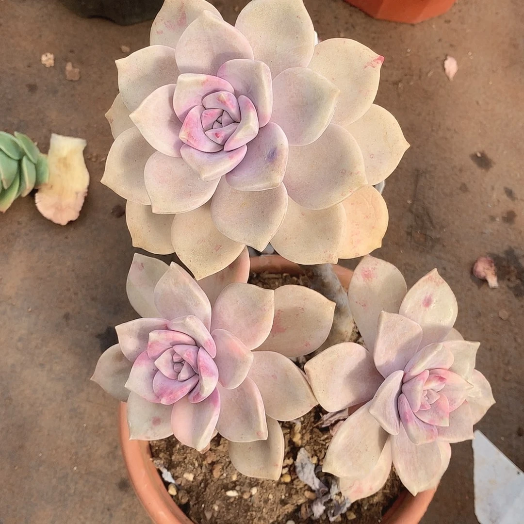 342紫乐锦一物一拍多肉