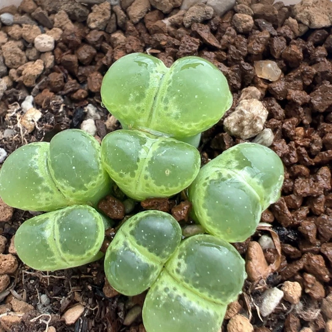 70多肉植物百科知识