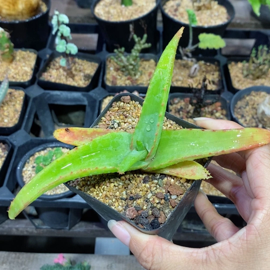 【闪购商品】范巴伦芦荟