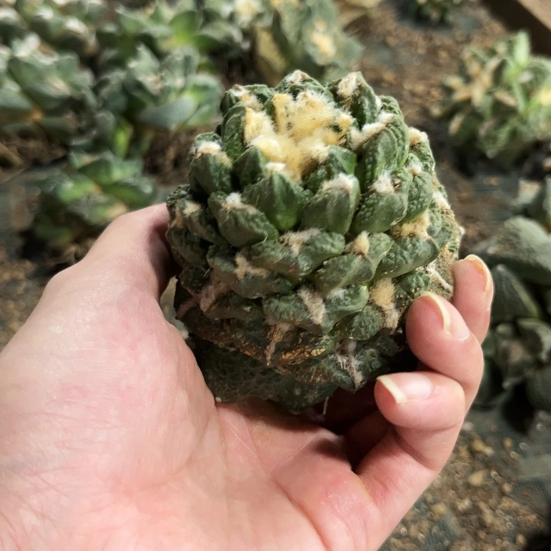 4号自根福利勃士龟甲