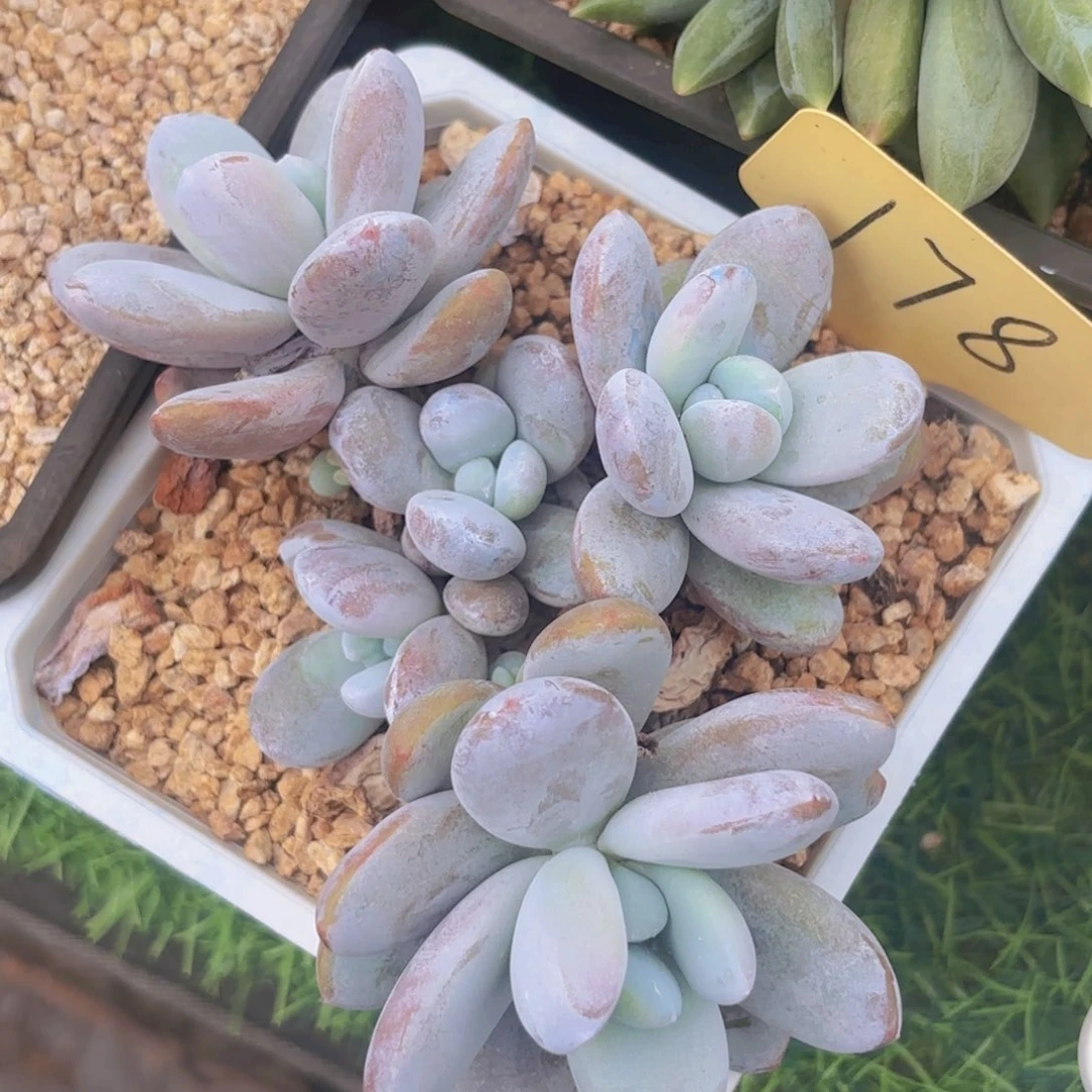 柚***。我的小可爱们都好可爱
