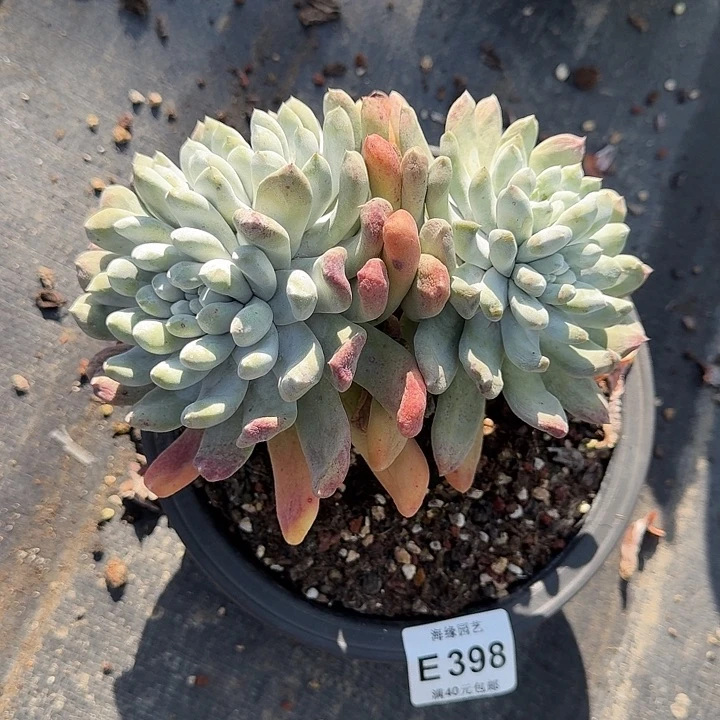 韩***肉拇指仙女杯一物一拍