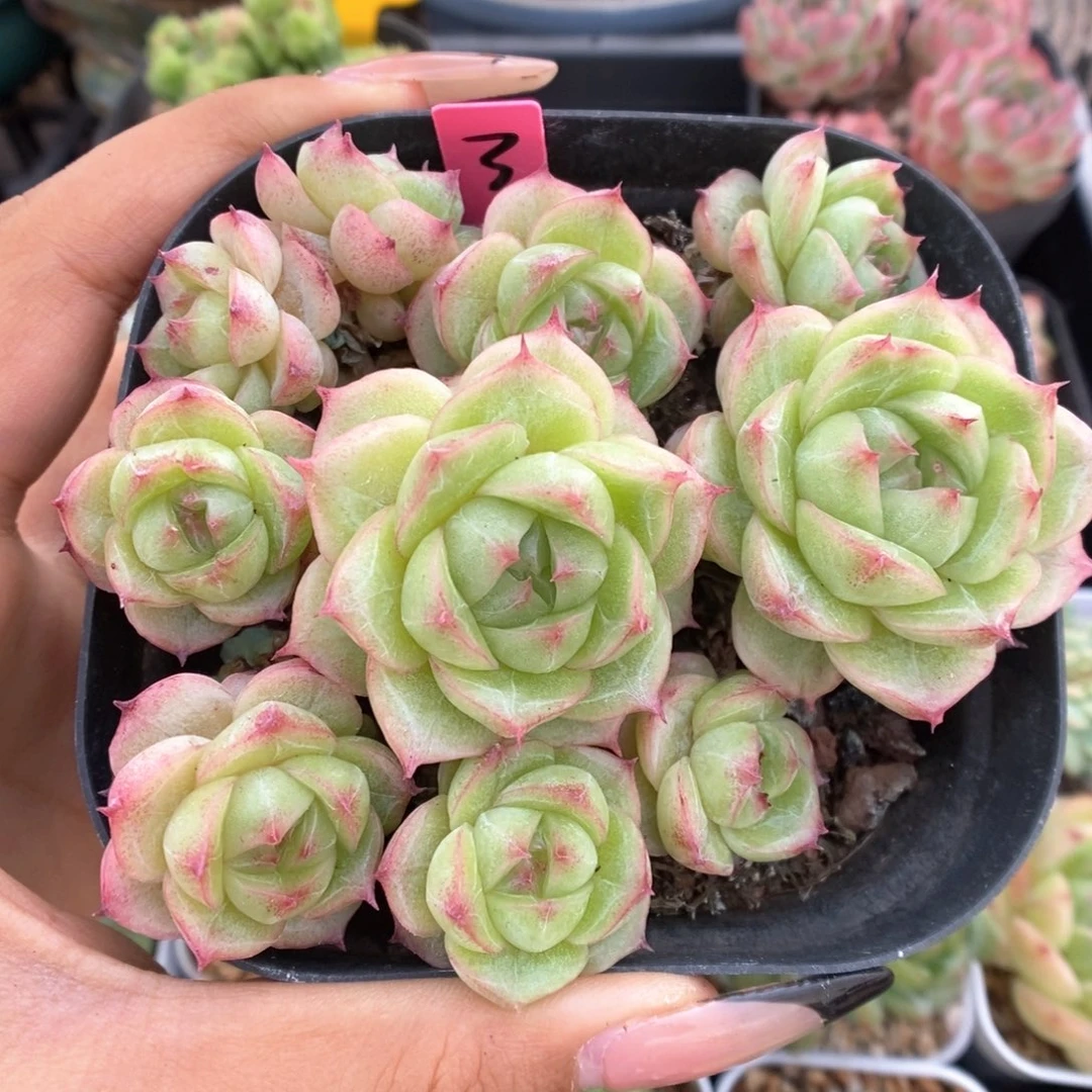 翠玉麦秆群生969号。