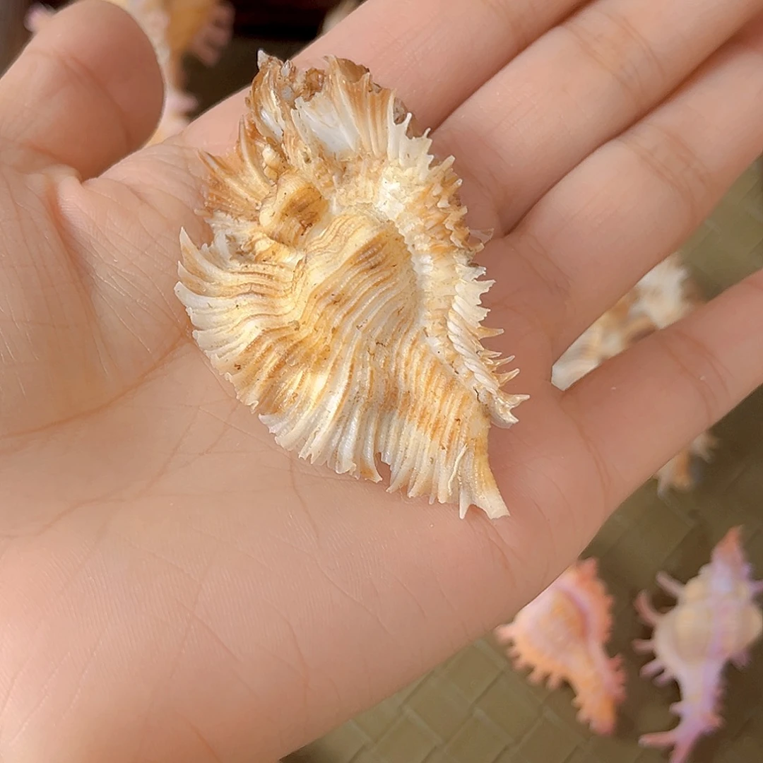 大理石磁石焚*天然贝壳海螺批发零售