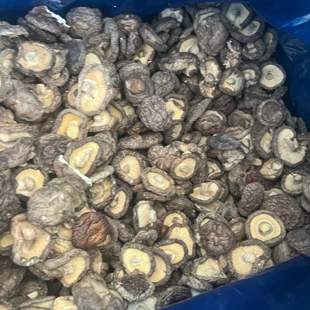 新货香菇上市，图片是本人自拍的，肉厚好吃