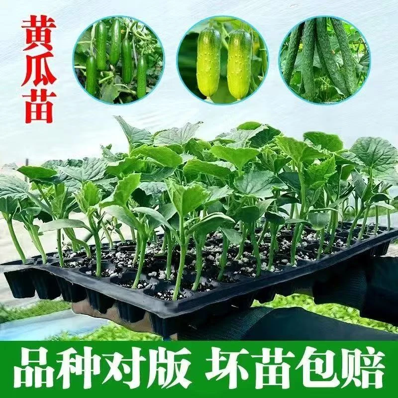 各种黄瓜秧苗旱黄瓜水果黄瓜大黄瓜密刺黄瓜苗玉女黄瓜白黄瓜苗