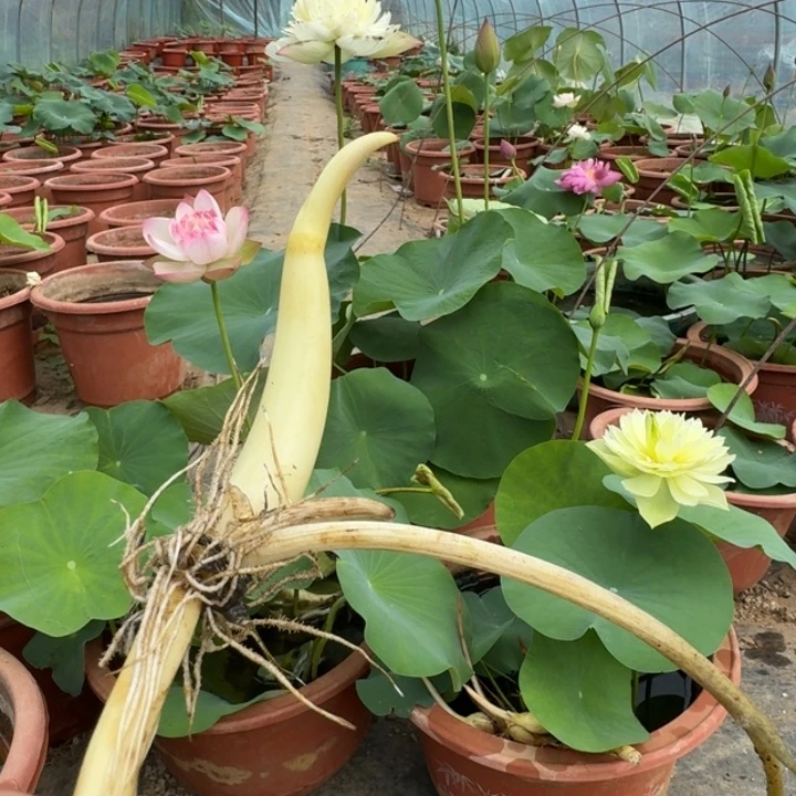 当前无花朵，栽培后可花朵林***?