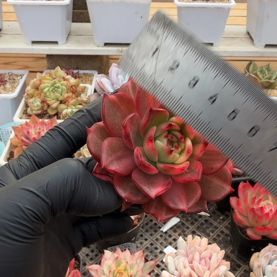 1222-37弗朗明戈锦