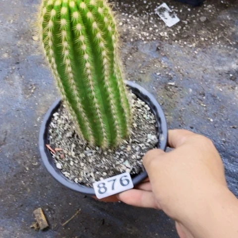 876毛花柱飞碟一物一图如图