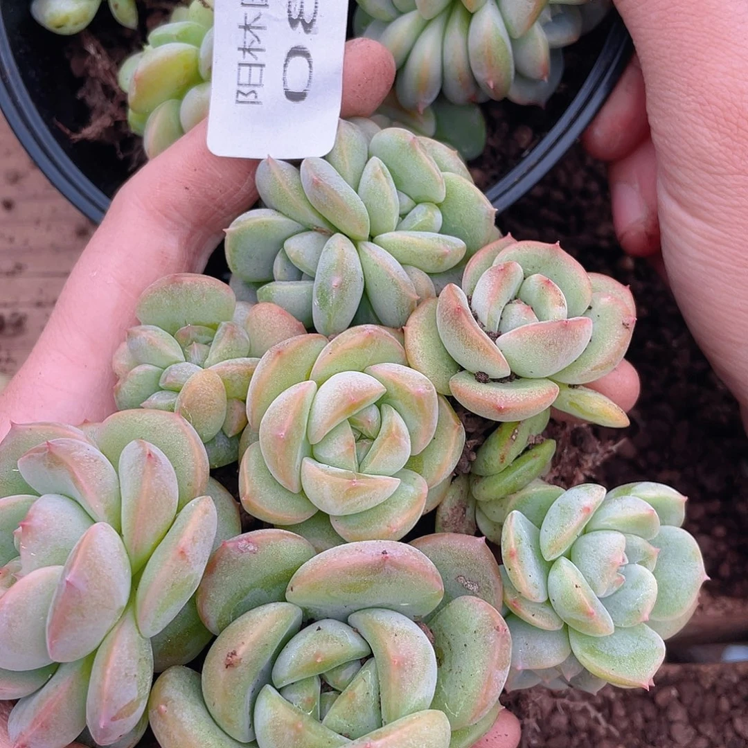 李****多肉植物多肉植物81