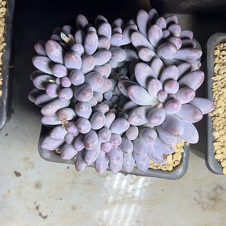 平头汤圆群生多头多肉