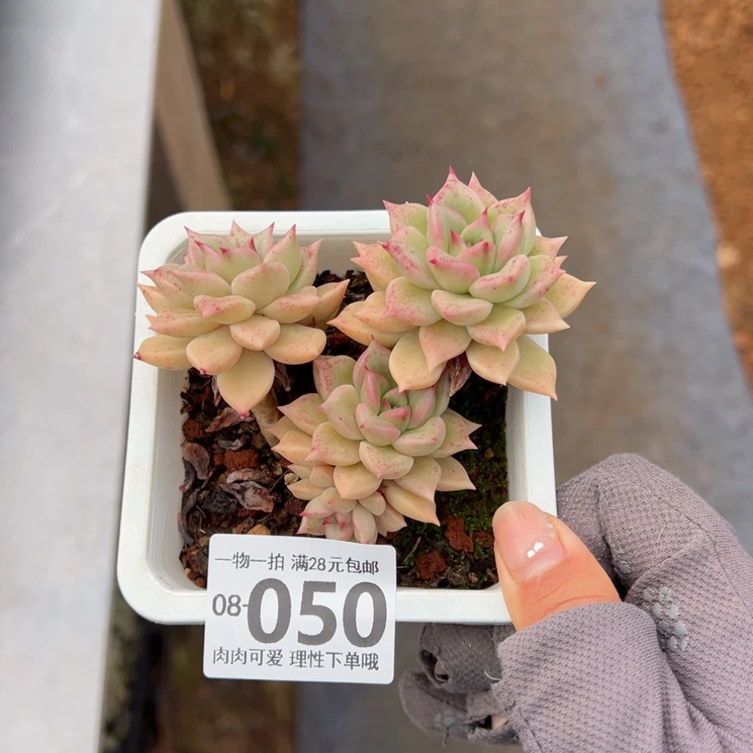 黄金璀璨多肉多肉多肉多