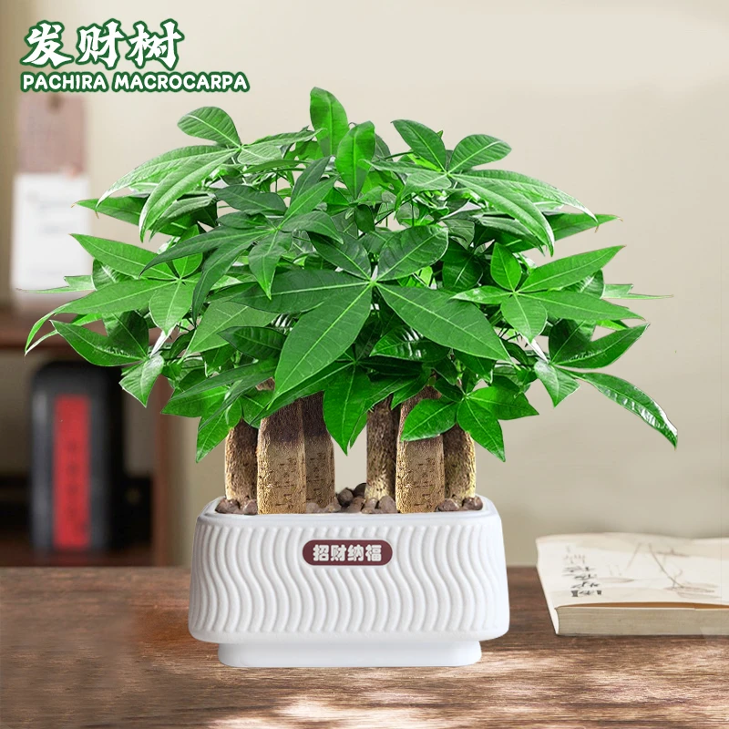 发财树办公桌面盆栽室内客厅懒人水培绿植观叶耐旱植物