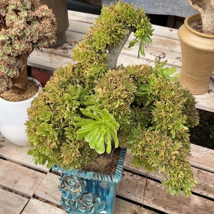 法师老桩缀化碧螺春