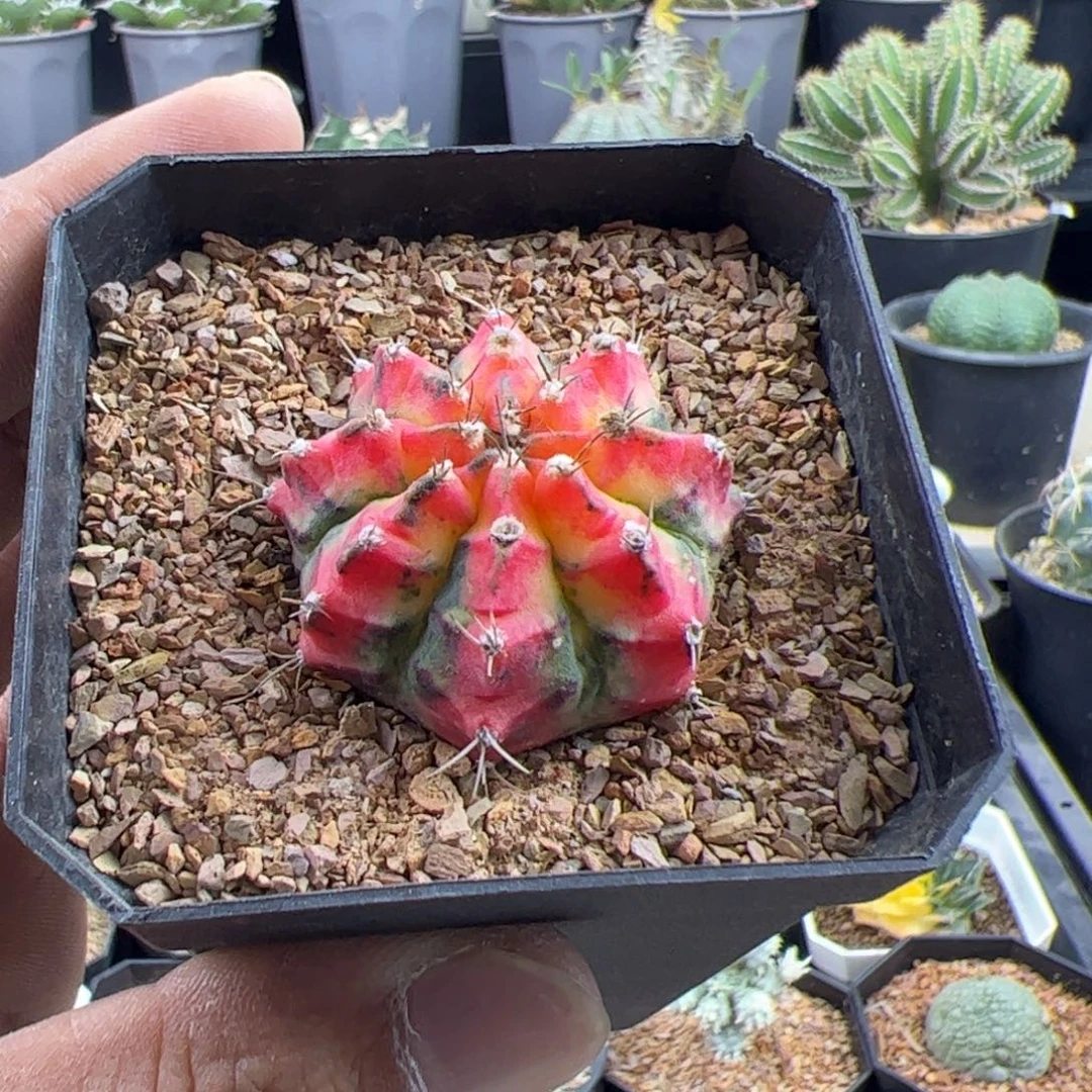 花蝴蝶米哈锦一物一拍默认脱土发