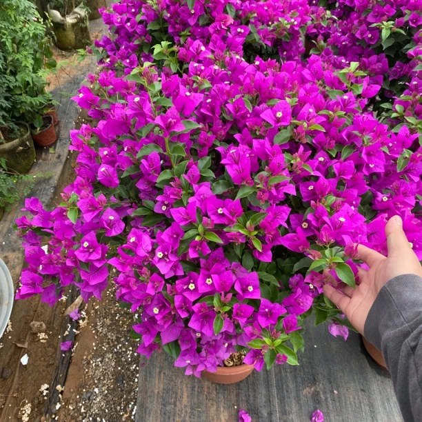 【叁店】三角梅云南紫运输过程有可能会掉花掉叶6-8